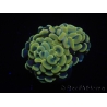 WYSIWYG Euphyllia paraancora Yellow Speckeled 2 Heads (Mariculture acclimaté sous LED) 4B4