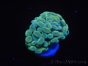 WYSIWYG Euphyllia paraancora Yellow Speckeled 2 Heads (Mariculture acclimaté sous LED) 4B6