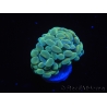 WYSIWYG Euphyllia paraancora Yellow Speckeled 2 Heads (Mariculture acclimaté sous LED) 4B6