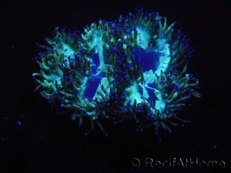 WYSIWYG Catalaphyllia jardinei Blue Tips Frag 1 (Skeleton 5.5 cm/open 9 cm)