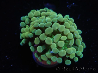 WYSIWYG Euphyllia paraancora Yellow Speckeled (Mariculture acclimaté sous LED) 4B3