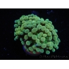 WYSIWYG Euphyllia paraancora Yellow Speckeled (Mariculture acclimaté sous LED) 4B3