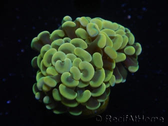 WYSIWYG Euphyllia paraancora Yellow Speckeled 2 Heads (Mariculture acclimaté sous LED) 4B4