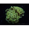 WYSIWYG Euphyllia paraancora Yellow Speckeled 2 Heads (Mariculture acclimaté sous LED) 4B4