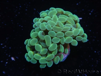 WYSIWYG Euphyllia paraancora Yellow Speckeled 2 Heads (Mariculture acclimaté sous LED) 4B6