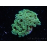 WYSIWYG Euphyllia paraancora Yellow Speckeled 2 Heads (Mariculture acclimaté sous LED) 4B6