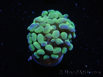 WYSIWYG Euphyllia paraancora Orange 2 Heads (Mariculture acclimaté sous LED) 4E1