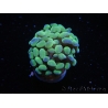 WYSIWYG Euphyllia paraancora Orange 2 Heads (Mariculture acclimaté sous LED) 4E1