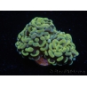 WYSIWYG Euphyllia paraancora Olive (Mariculture acclimaté sous LED) 4F4