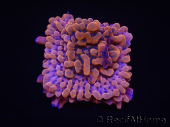 WYSIWYG JF Montipora Altered Ego 11B4