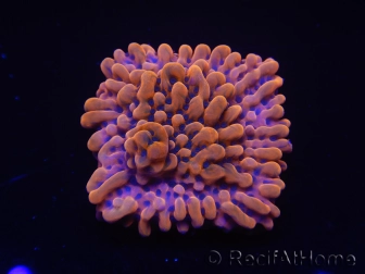 WYSIWYG JF Montipora Altered Ego 11B6