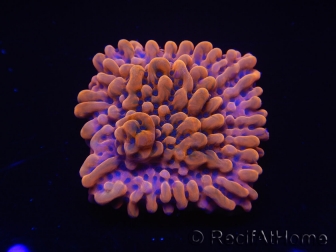 WYSIWYG JF Montipora Altered Ego 11B6