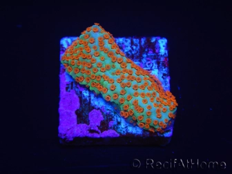 WYSIWYG RAH Montipora Reverse Sunset 11F2