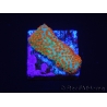 WYSIWYG RAH Montipora Reverse Sunset 11F2