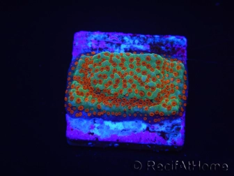 WYSIWYG RAH Montipora Reverse Sunset 11F3