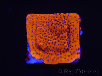 WYSIWYG RAH Montipora Mystic Sunset 11G6