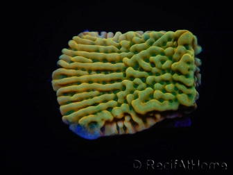 WYSIWYG JF Beach Bum Montipora 11I5