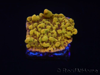 WYSIWYG RAH Montipora Passion Fruit 11J5