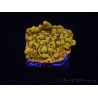 WYSIWYG RAH Montipora Passion Fruit 11J5