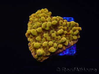 WYSIWYG RAH Montipora Passion Fruit 11J6