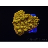 WYSIWYG RAH Montipora Passion Fruit 11J6