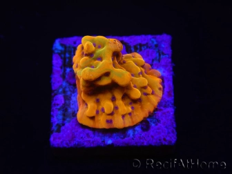 WYSIWYG RAH Montipora Orange Punch 11K4