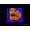 WYSIWYG RAH Montipora Orange Punch 11K4