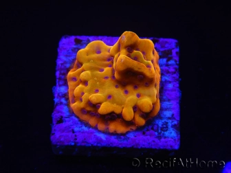 WYSIWYG RAH Montipora Orange Punch 11K5