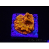 WYSIWYG RAH Montipora Orange Punch 11K5