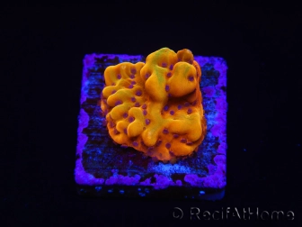 WYSIWYG RAH Montipora Orange Punch 11K6