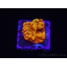 WYSIWYG RAH Montipora Orange Punch 11K6