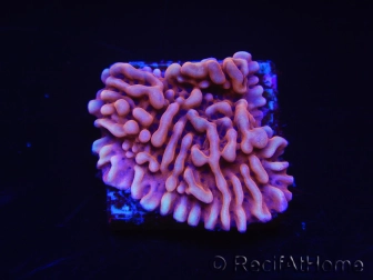 WYSIWYG JF Mean Streak Montipora 11L5