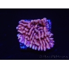 WYSIWYG JF Mean Streak Montipora 11L5