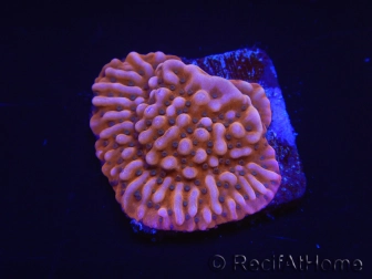 WYSIWYG RAH Montipora Princess Peach 11M3