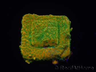 WYSIWYG RAH Montipora Acid Orange 11M5