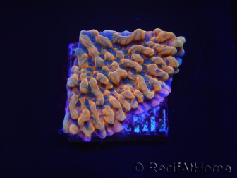 WYSIWYG JF Montipora Brain Freeze 11N4