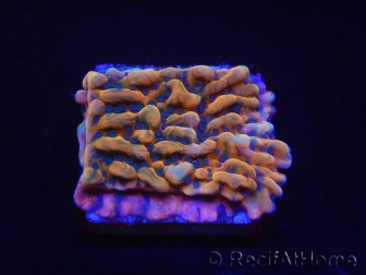 WYSIWYG JF Montipora Brain Freeze 11N5