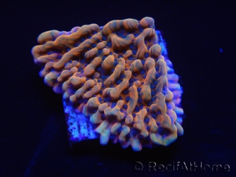 WYSIWYG JF Montipora Brain Freeze 11N6