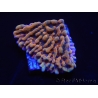 WYSIWYG JF Montipora Brain Freeze 11N6