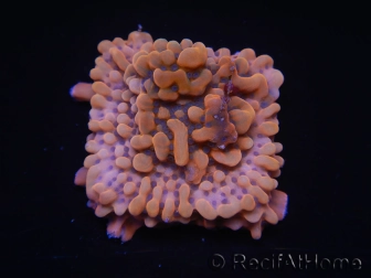 WYSIWYG JF Montipora Altered Ego 11B4