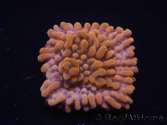 WYSIWYG JF Montipora Altered Ego 11B6