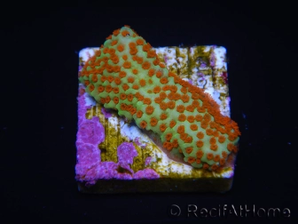 WYSIWYG RAH Montipora Reverse Sunset 11F2