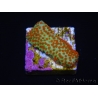 WYSIWYG RAH Montipora Reverse Sunset 11F2