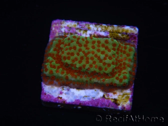 WYSIWYG RAH Montipora Reverse Sunset 11F3