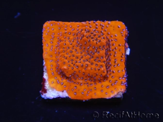 WYSIWYG RAH Montipora Mystic Sunset 11G6