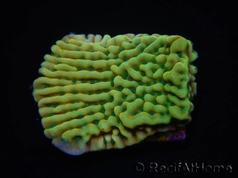 WYSIWYG JF Beach Bum Montipora 11I5