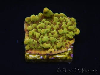 WYSIWYG RAH Montipora Passion Fruit 11J5