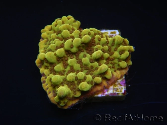 WYSIWYG RAH Montipora Passion Fruit 11J6