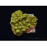 WYSIWYG RAH Montipora Passion Fruit 11J6