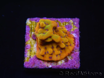 WYSIWYG RAH Montipora Orange Punch 11K4